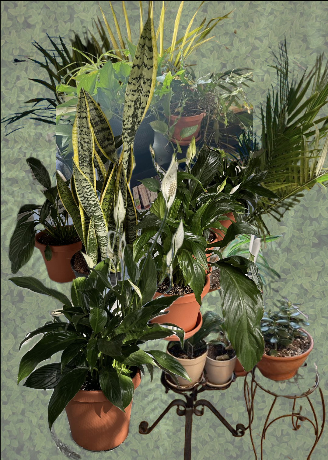 26 Plants 26 Plants