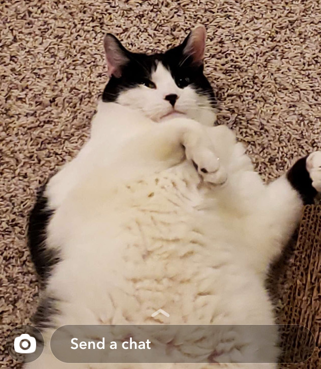 Cat on his back